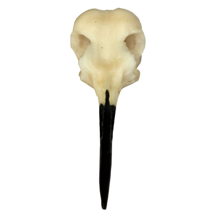 Replica Ruby-throated Hummingbird For Sale — Skulls Unlimited