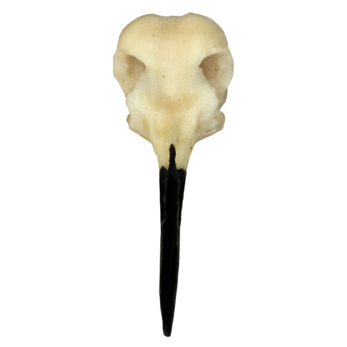 Replica Ruby-throated Hummingbird Skull