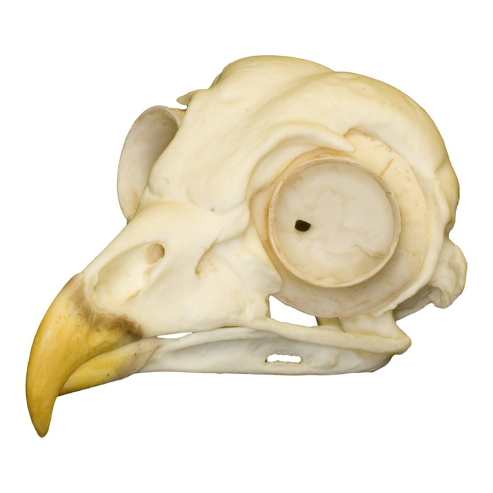 Replica Barred Owl Skull