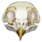Replica Burrowing Owl Skull