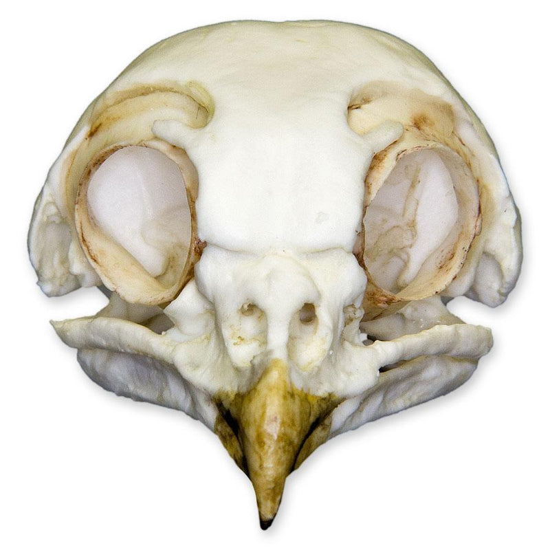 Replica Burrowing Owl Skull