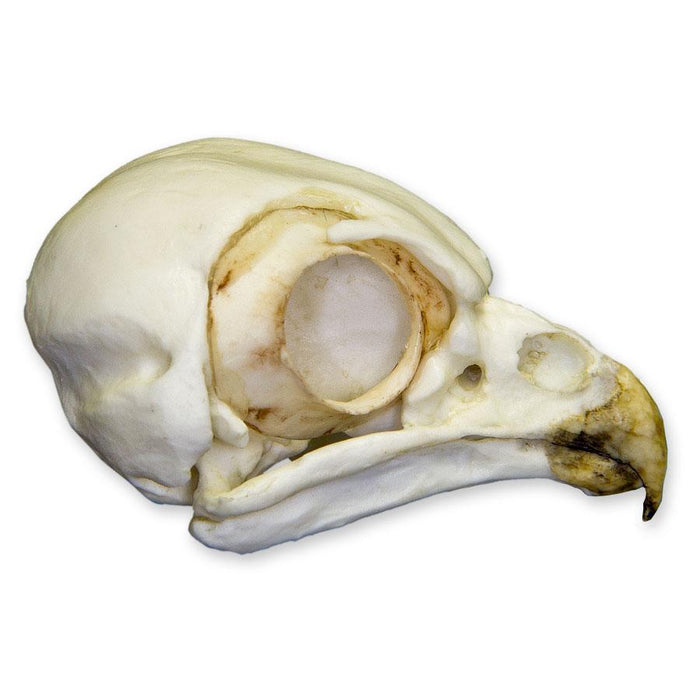 Replica Burrowing Owl Skull