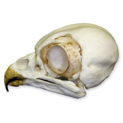 Replica Burrowing Owl Skull