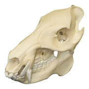 Replica Peccary Skull