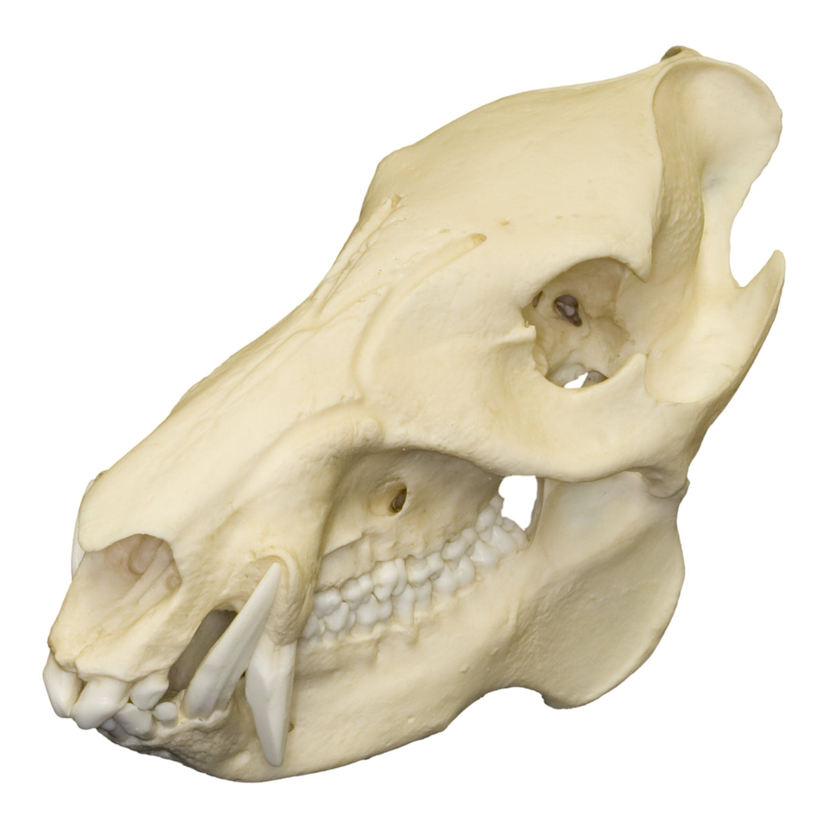 Replica Peccary Skull — Skulls Unlimited International, Inc.