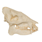 Replica Peccary Skull