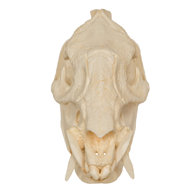 Replica Peccary Skull
