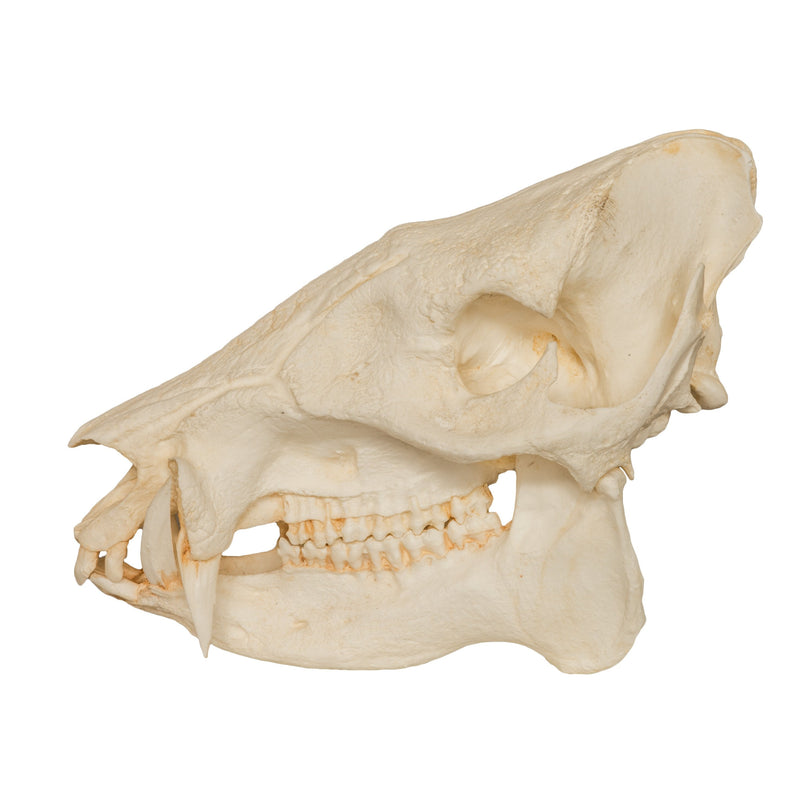 Replica Peccary Skull