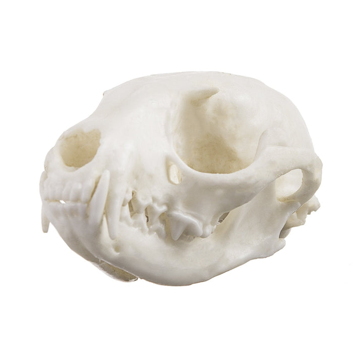 Replica Ringtail Skull