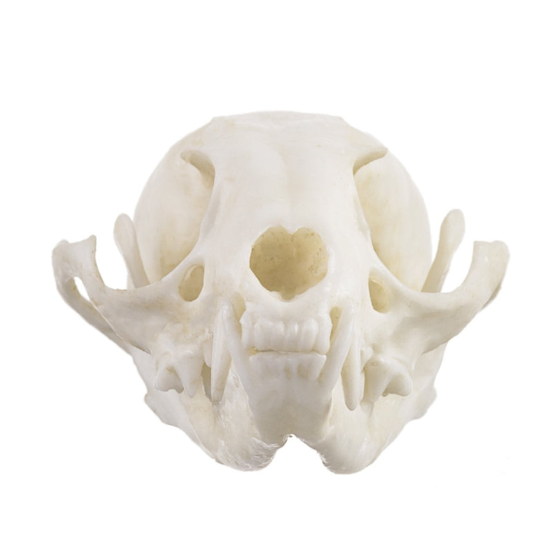 Replica Ringtail Skull