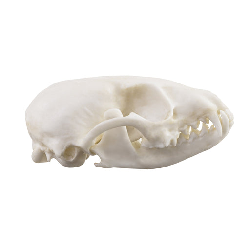 Replica Ringtail Skull