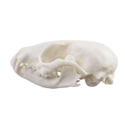 Replica Ringtail Skull
