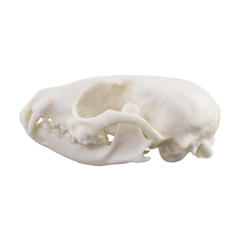 Replica Ringtail Skull