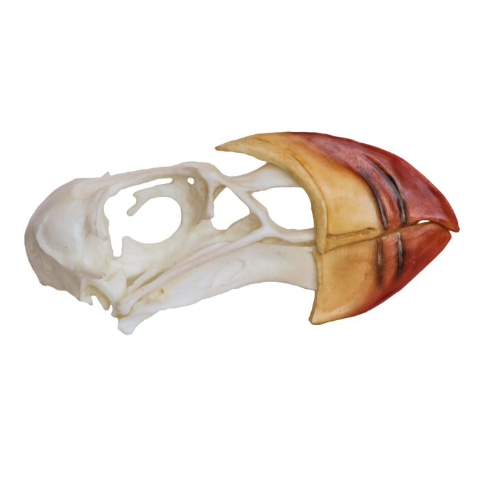 Replica Horned Puffin Skull