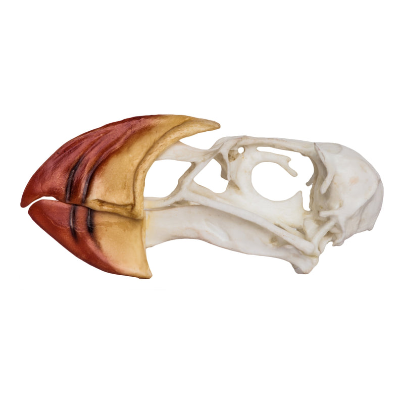 Replica Horned Puffin Skull