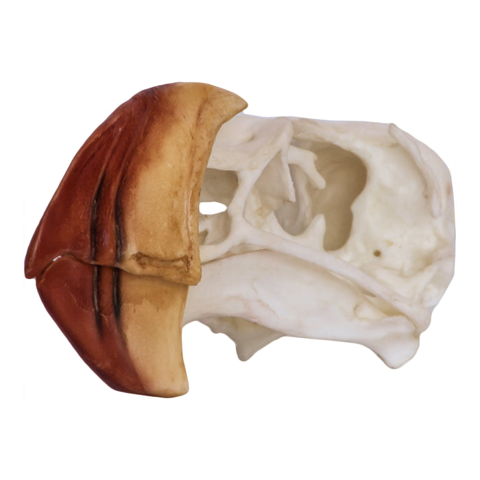 Replica Horned Puffin Skull