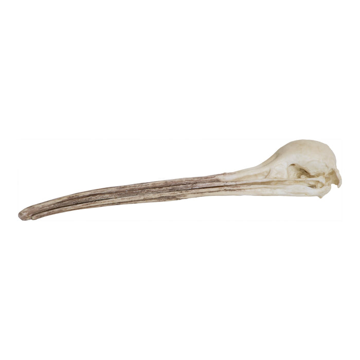 Replica Brown Kiwi Skull