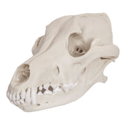 Replica Mexican Gray Wolf Skull