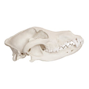 Replica Mexican Gray Wolf Skull