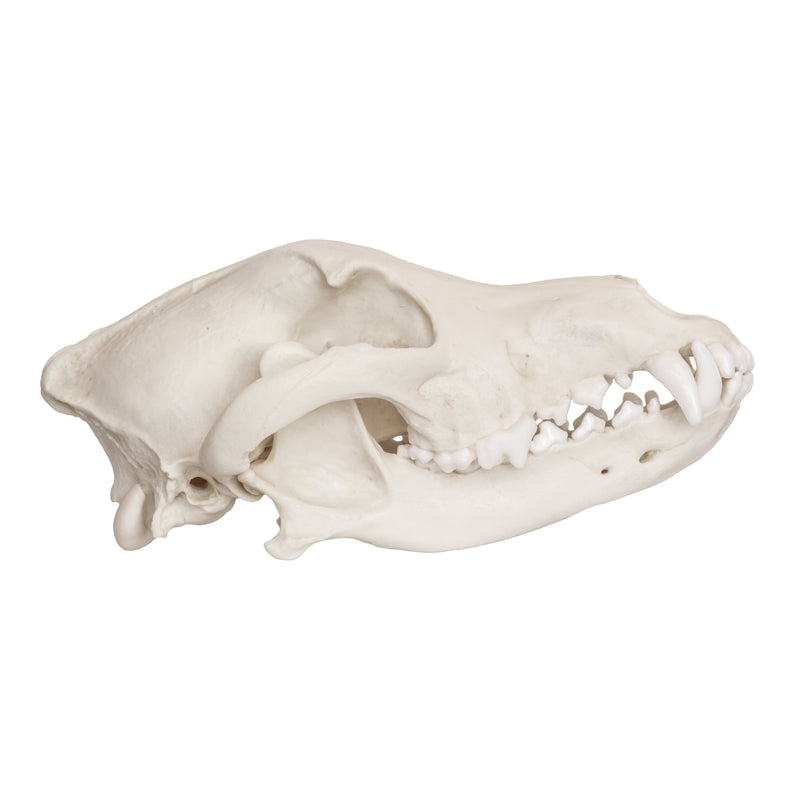 Replica Mexican Gray Wolf Skull