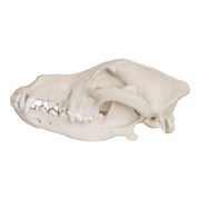 Replica Mexican Gray Wolf Skull