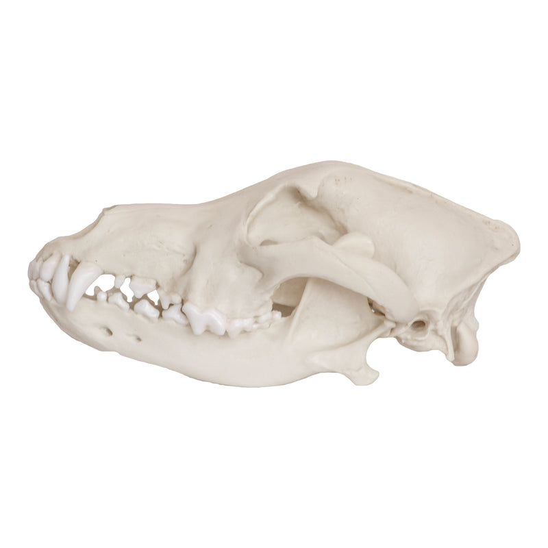 Replica Mexican Gray Wolf Skull
