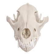 Replica Mexican Gray Wolf Skull