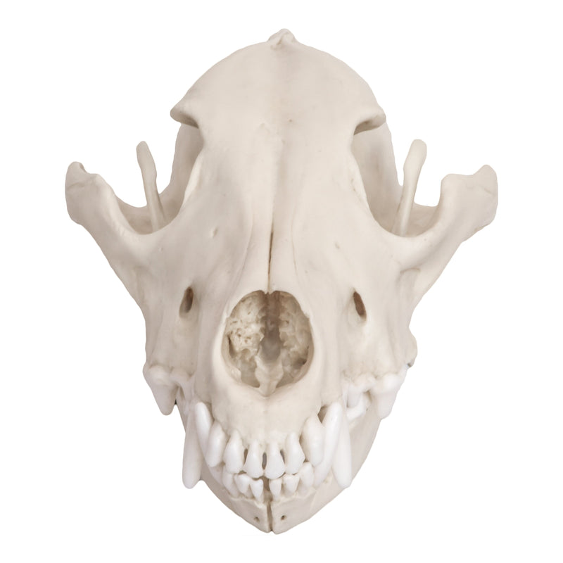 Replica Mexican Gray Wolf Skull