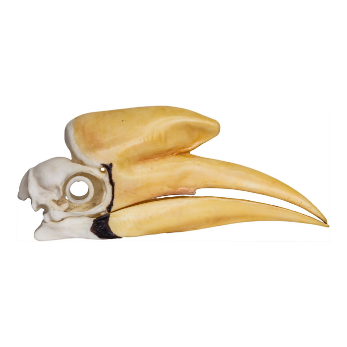 Replica Black Hornbill Skull