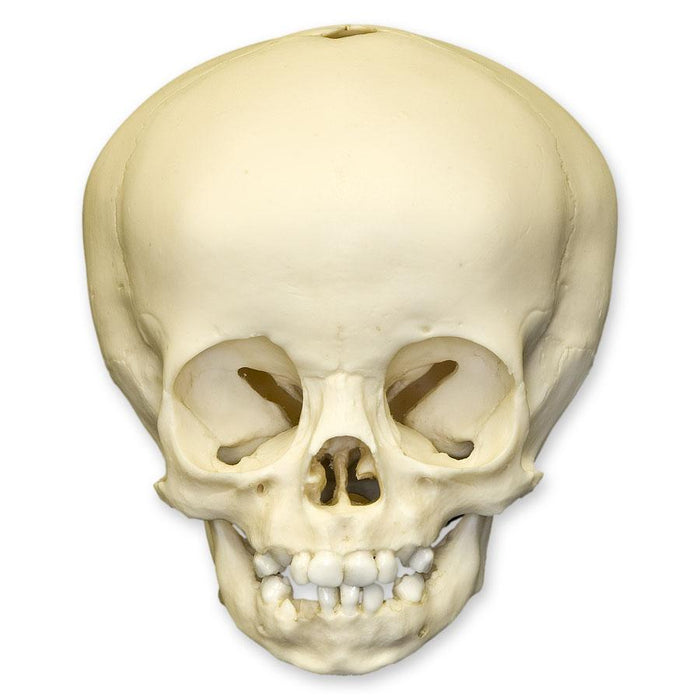 Replica 16-month-old Human Child Skull