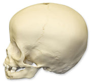 Replica 16-month-old Human Child Skull