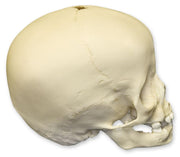Replica 16-month-old Human Child Skull