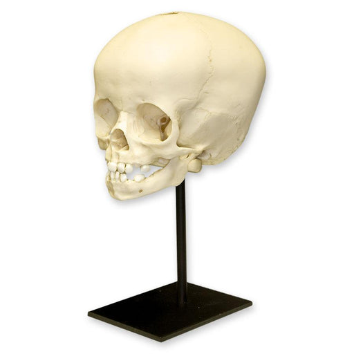 Replica 16-month-old Human Child Skull
