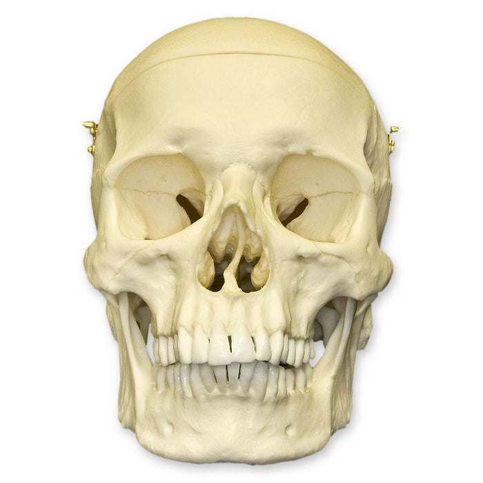 Replica Human Skull with Calvarium Cut - European Male