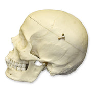 Replica Human Skull with Calvarium Cut - European Male