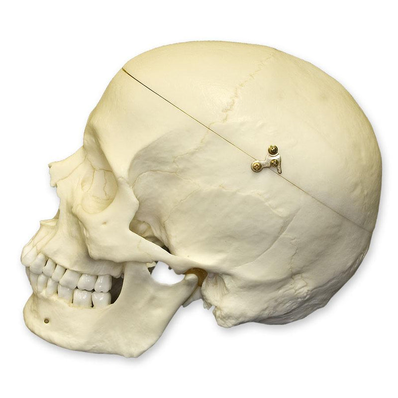 Replica Human Skull with Calvarium Cut - European Male