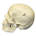 Replica Human Skull with Calvarium Cut - European Male