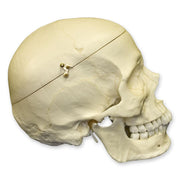 Replica Human Skull with Calvarium Cut - European Male