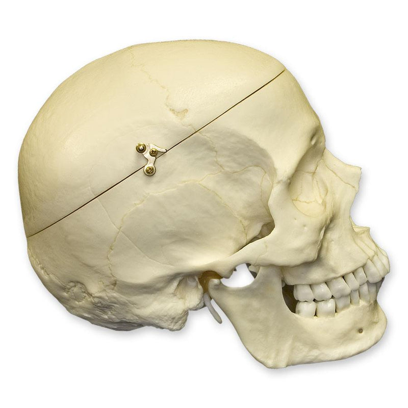 Replica Human Skull with Calvarium Cut - European Male