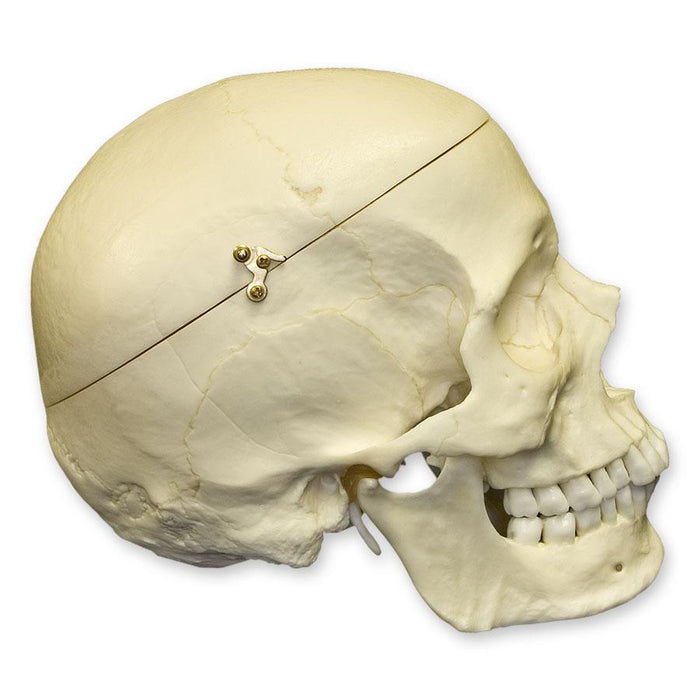 Replica Human Skull with Calvarium Cut - European Male