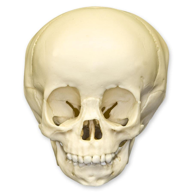Replica 1 1/2-year-old Human Child Skull