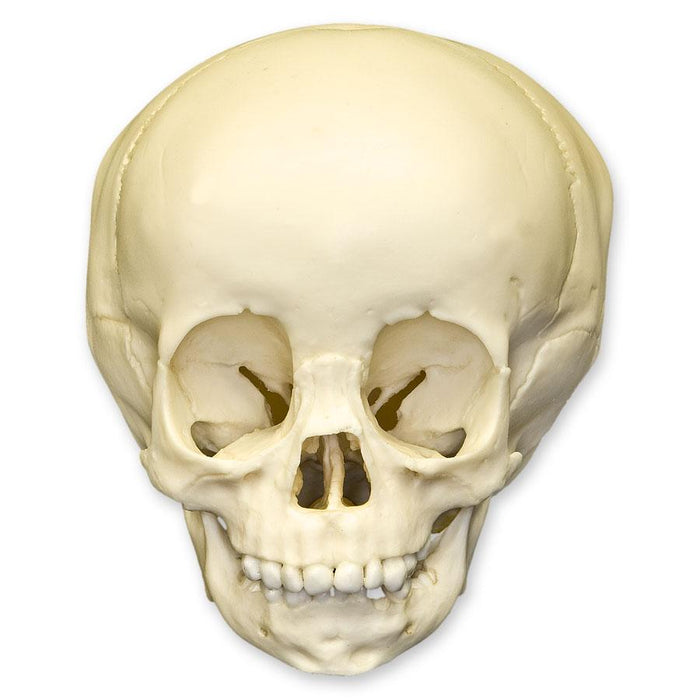 Replica 1 1/2-year-old Human Child Skull