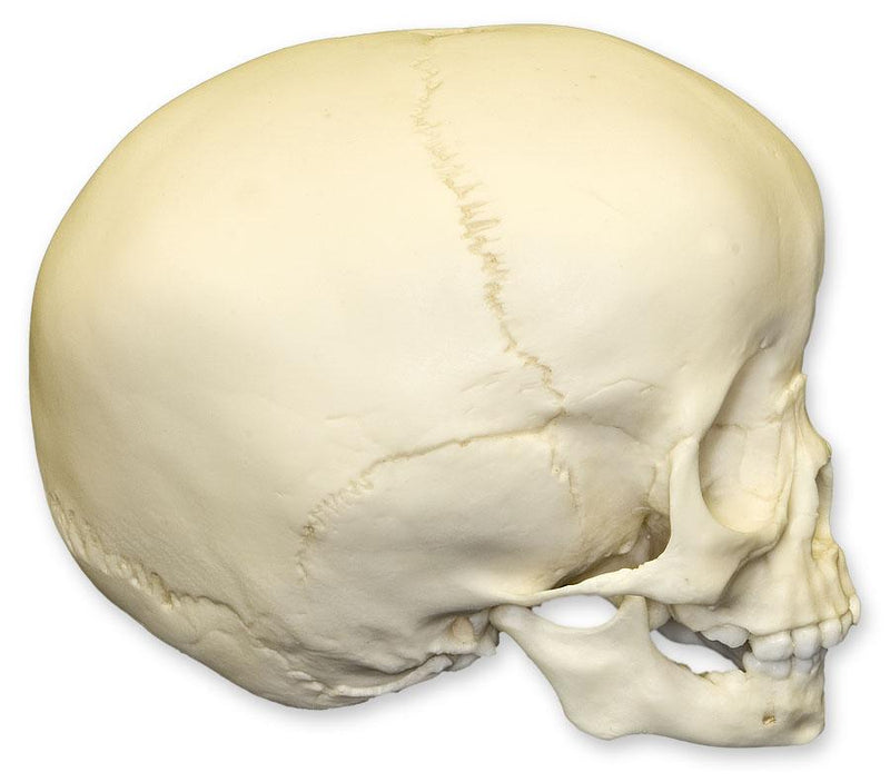 Replica 1 1/2-year-old Human Child Skull
