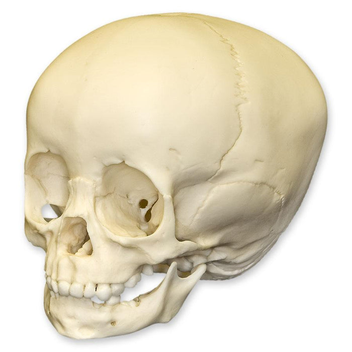 Replica 1 1/2-year-old Human Child Skull