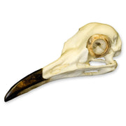 Replica Roadrunner Skull