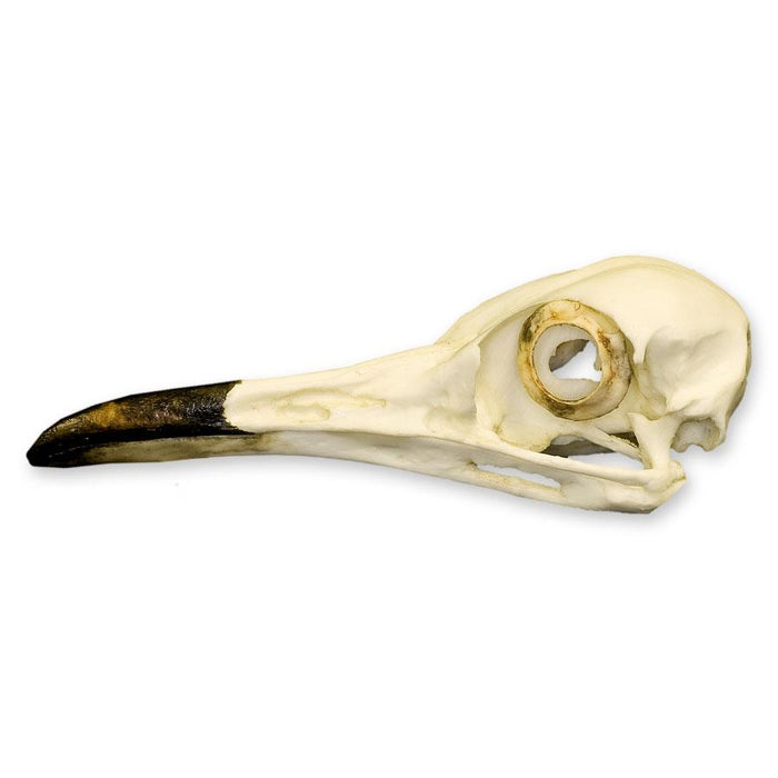 Replica Roadrunner Skull