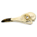 Replica Roadrunner Skull