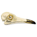 Replica Roadrunner Skull
