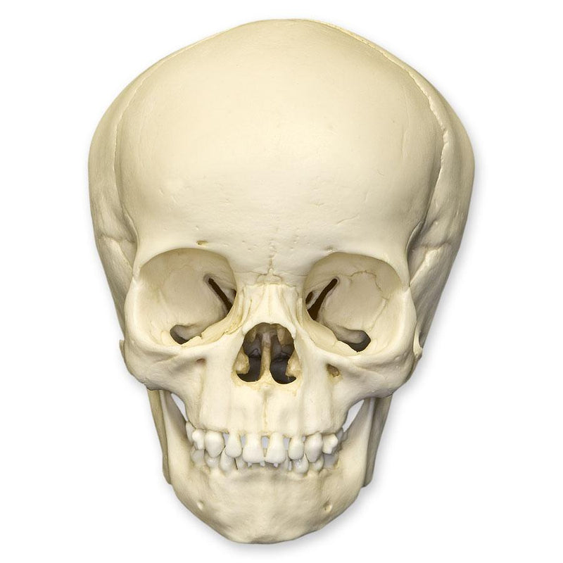 Replica 4-year-old Human Child Skull