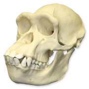 Replica Chimpanzee Skull - Female